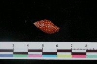 藏品(草莓筆螺)的圖片